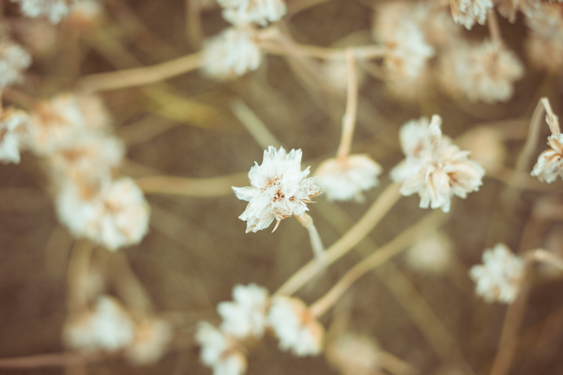 120818_cementerio ingleses_011-1
